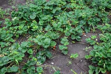 Strawberries, Harvest strawberries. Strawberry bushes with berries. propagation of strawberries with a mustache
