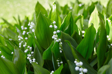 lillies of the valley growing in garden