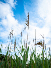 Tall Common Reed with Green Pointed Leaves against Blue Cloudy Sky. Wild Plants in Nature on Cape Cod.