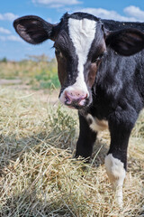 cute little calf  standing in hay. nursery on a farm
