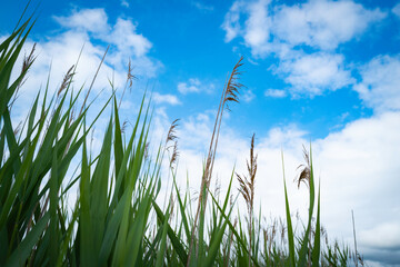 Tall Common Reed with Green Pointed Leaves against Blue Cloudy Sky. Wild Plants in Nature on Cape Cod.