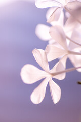 Fototapeta na wymiar ベランダガーデニングのルリマツリ。５月から１０月ごろまで爽やかなブルーと白の花を繰り返し楽しめる。別名プルンバゴとも呼ばれる。ルリマツリの花言葉は「いつも明るい」「同情」「密かな情熱」