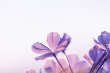 ベランダガーデニングのルリマツリ。５月から１０月ごろまで爽やかなブルーと白の花を繰り返し楽しめる。別名プルンバゴとも呼ばれる。ルリマツリの花言葉は「いつも明るい」「同情」「密かな情熱」