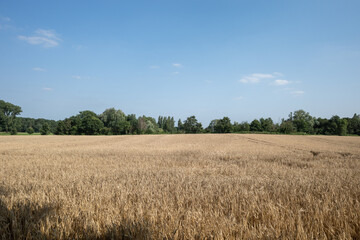 Outdoor sunny view of golden ears of grain wheat and barley Cereal field.