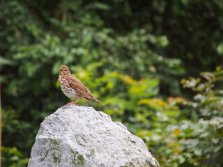 red backed shrike