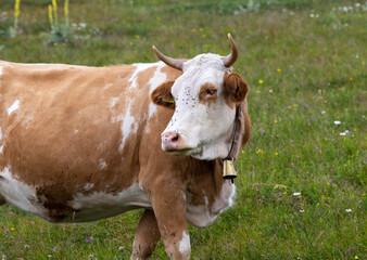 Naklejka na ściany i meble Simmental cow with bell on meadow
