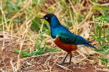 superb starling bird