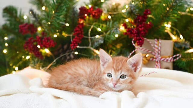 small funny ginger kitten cat playing next to a Christmas tree and New Year's gifts. High quality photo