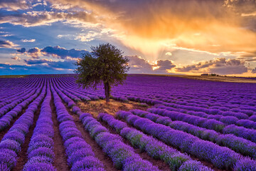 Blooming lavender at sunset create a stunningly beautiful landscape