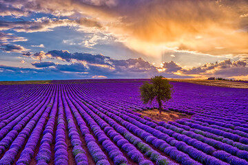 Fototapeta na wymiar Blooming lavender at sunset create a stunningly beautiful landscape