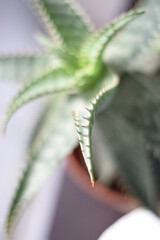 different angles of an aloe vera on the table