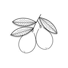 Japanese food illustration. Hand drawn sketch. Japanese fruits. Vector illustration of Japanese fruits Biwa. Menu design elements. Isolated objects. 