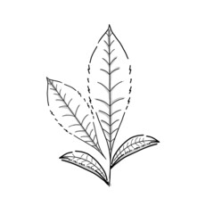 Japanese food illustration. Hand drawn sketch. Japanese cuisine. Vector illustration of Japanese green tea leaf. Menu design elements. Isolated objects. 