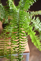different angles of a fern on the table