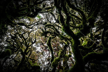 tree in the forest