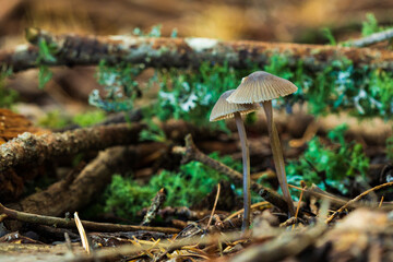 mushrooms in the forest