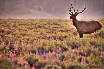 Elk at dawn
