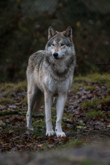 Fototapeta premium wolf in the forest