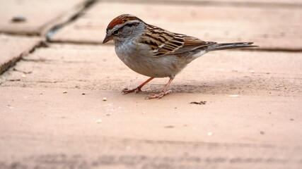 Chipping sparrow (Spizella passerina) on a patio in a backyard in Panama City, Florida, USA