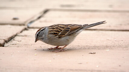 Chipping sparrow (Spizella passerina) on a patio in a backyard in Panama City, Florida, USA