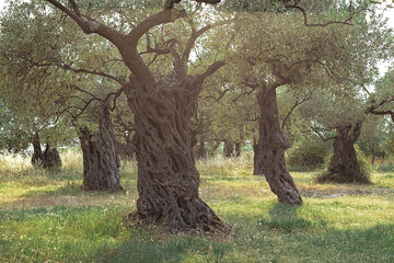 centuries-old olive trees with white sand and in the garden on the island Tasos in Greece