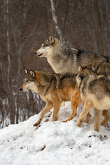 Grey Wolves (Canis lupus) Together on Top of Mound of Snow Winter