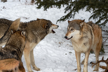 Grey Wolves (Canis lupus) Vocalize Together Winter