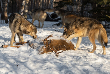 Fototapeta na wymiar Grey Wolves (Canis lupus) Around White-Tail Deer Carcass And Running in Background Winter