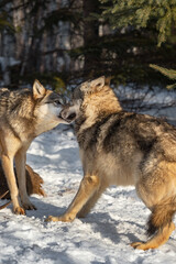 Grey Wolf (Canis lupus) Sniffs Submissive Packmate Winter