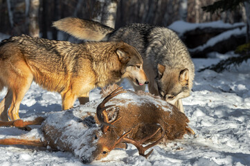 Grey Wolves (Canis lupus) Examine and Lick Chops Over White-Tail Deer Carcass Winter