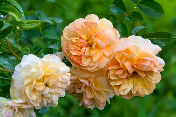 Close-up of garden rose Port Sunlight 