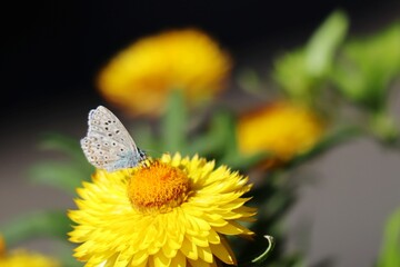 butterfly on flower