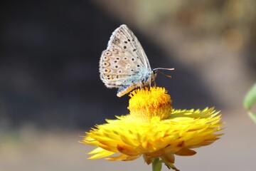butterfly on a flower