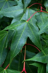 Dark green three obed leaves of Oliver Maple, latin name Acer Oliverianum, during summer season. Red stalk is clearly visible.