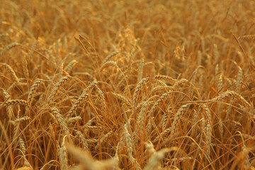 Wheat field close up with place for text