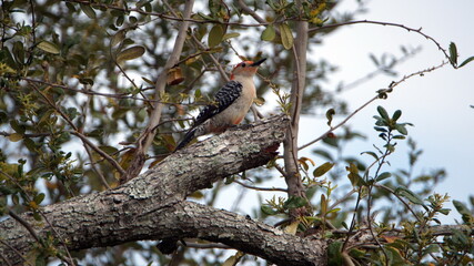 Red-bellied woodpecker (Melanerpes carolinus) perched in a tree in a backyard in Panama City, Florida, USA