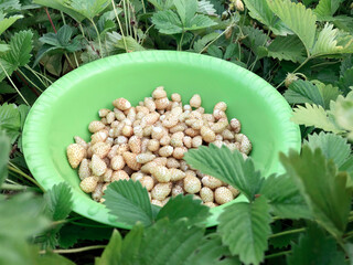 Lots of white strawberries, collected in a plate in the garden. Selective focus.