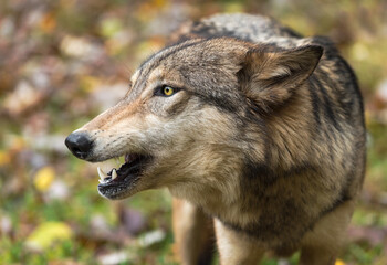 Naklejka na ściany i meble Grey Wolf (Canis lupus) Mouth Open Close Up Left Autumn