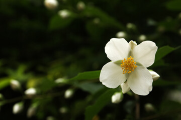 Closeup view of beautiful jasmine flower outdoors. Space for text