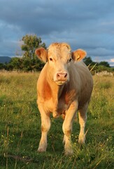Cattle: Charolais breed bullock on farmland in rural Ireland during summertime