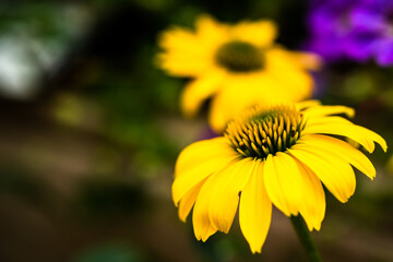 Yellow Coneflower 