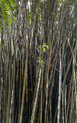 A bamboo plant at a botanical garden