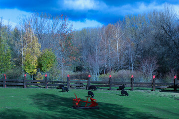 a group of black sheep eat grass in the field, under a blue sky with clouds