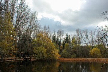 jetty on a lake surrounded by green trees