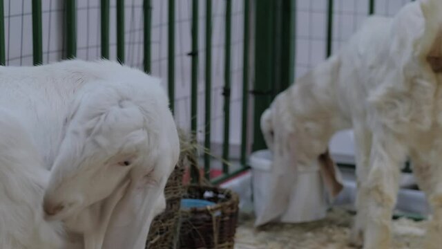 Portrait of white Jamnapari goat with long ears grooming self at agricultural animal exhibition, small cattle trade show - Indian breed. Farming, livestock and animal husbandry concept