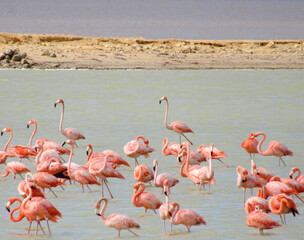 Obraz premium flamingos in the lake