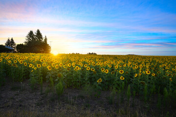 A small ranch home in a wide field of sunflowers under a colorful sunset near Deerk Park, in the...