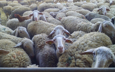 Fototapeta premium close-up of some sheep that are looking at camera. on top of one of them is a hen sleeping.