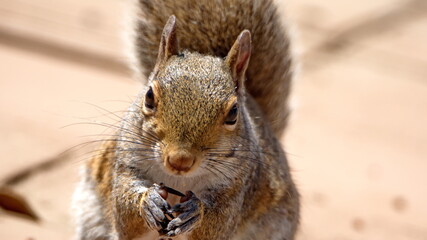Close up of a grey squirrel eating in a backyard in Panama City, Florida, USA