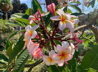 Beautiful bloom of plumeria (Latin - Plumeria)